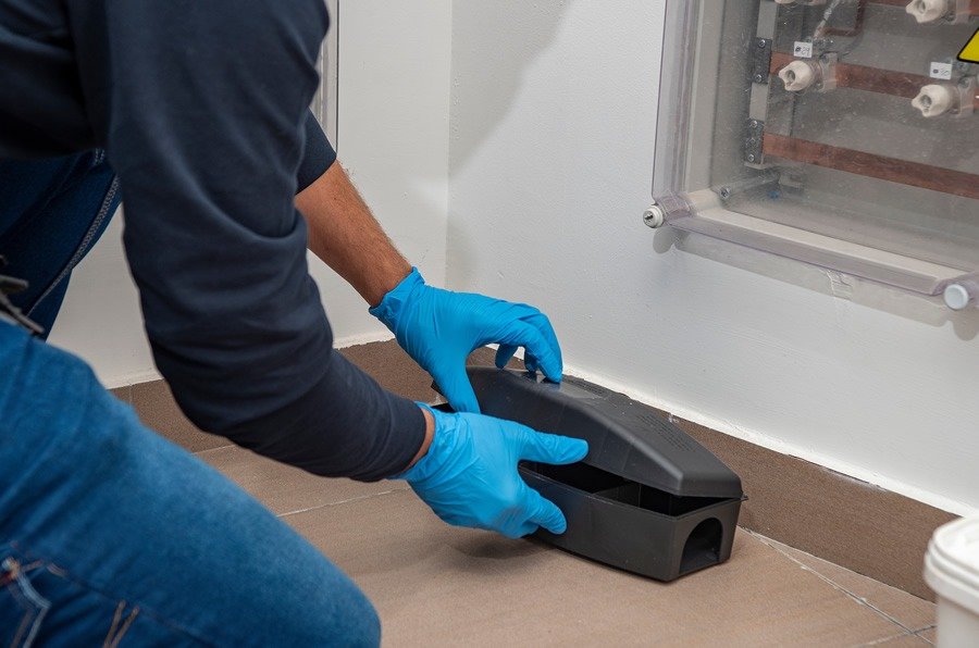 Pest Control in Chelmsford: Practical Protection for Properties