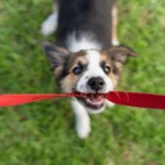 Why Every Dog Owner Needs a Heavy Duty Dog Leash