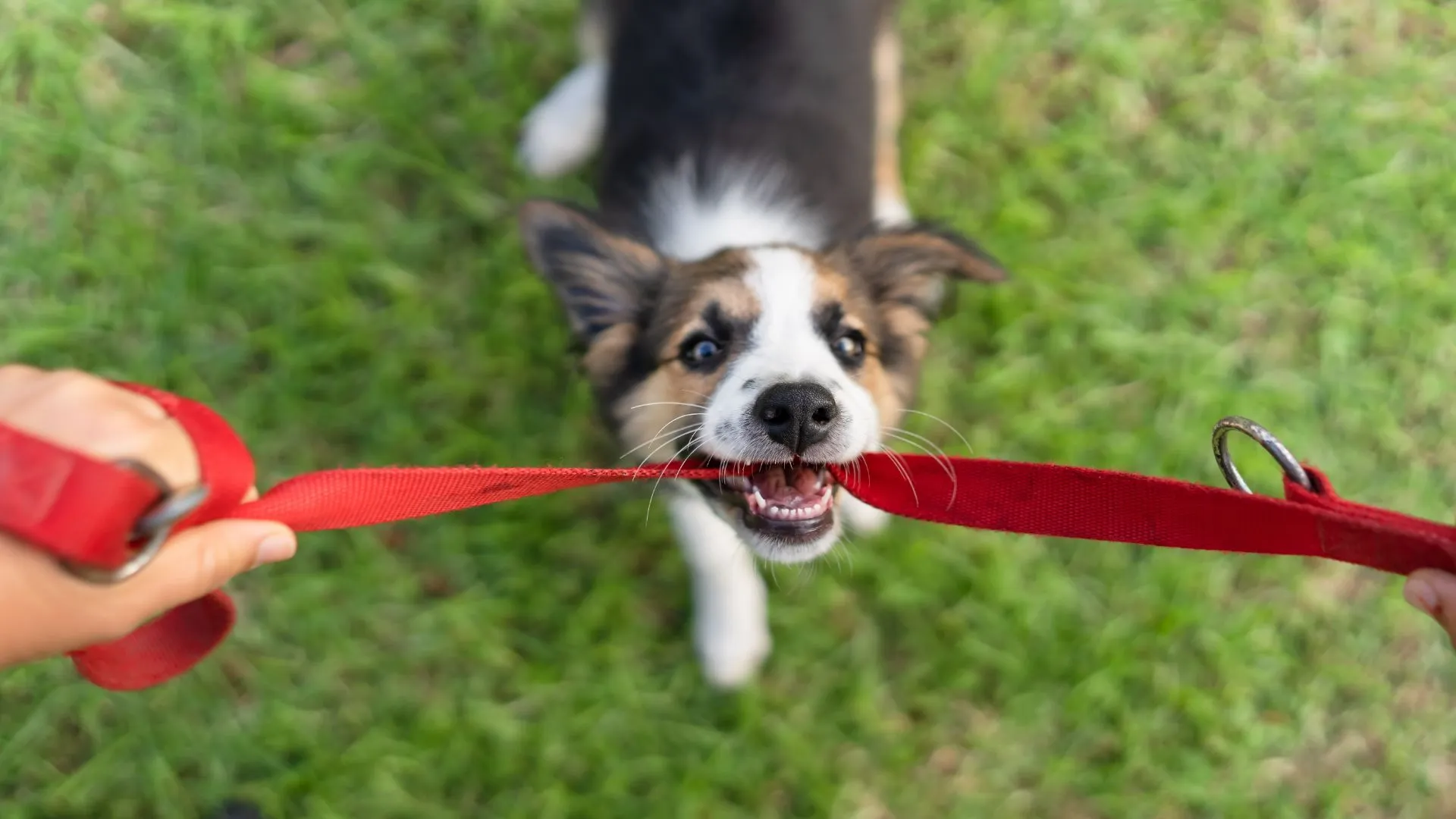 Why Every Dog Owner Needs a Heavy Duty Dog Leash