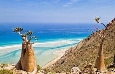 Socotra Tour Deals 2026: Affordable Trips to a Natural Wonder